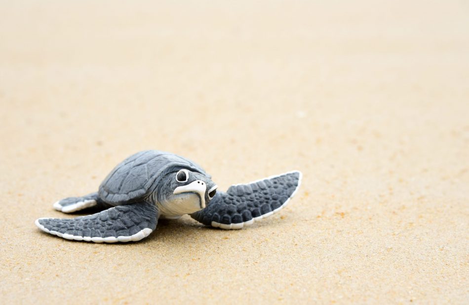 newly hatched sea turtle crawls in the sand