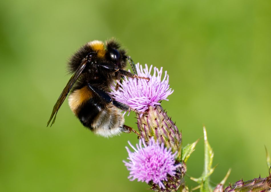 Bumblebee sat on a purple thistle for pollen and nectar.