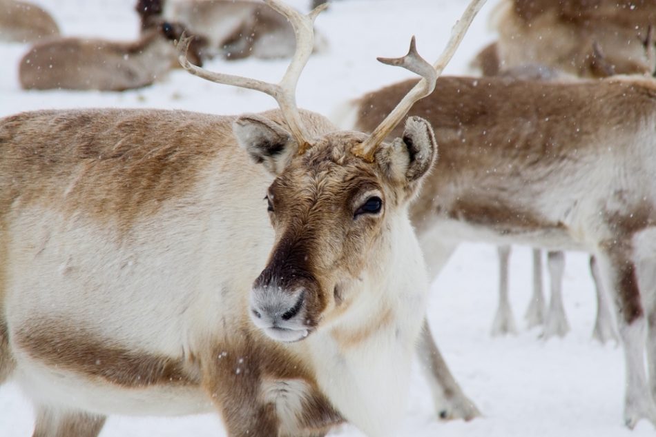 Sweden to build reindeer bridg