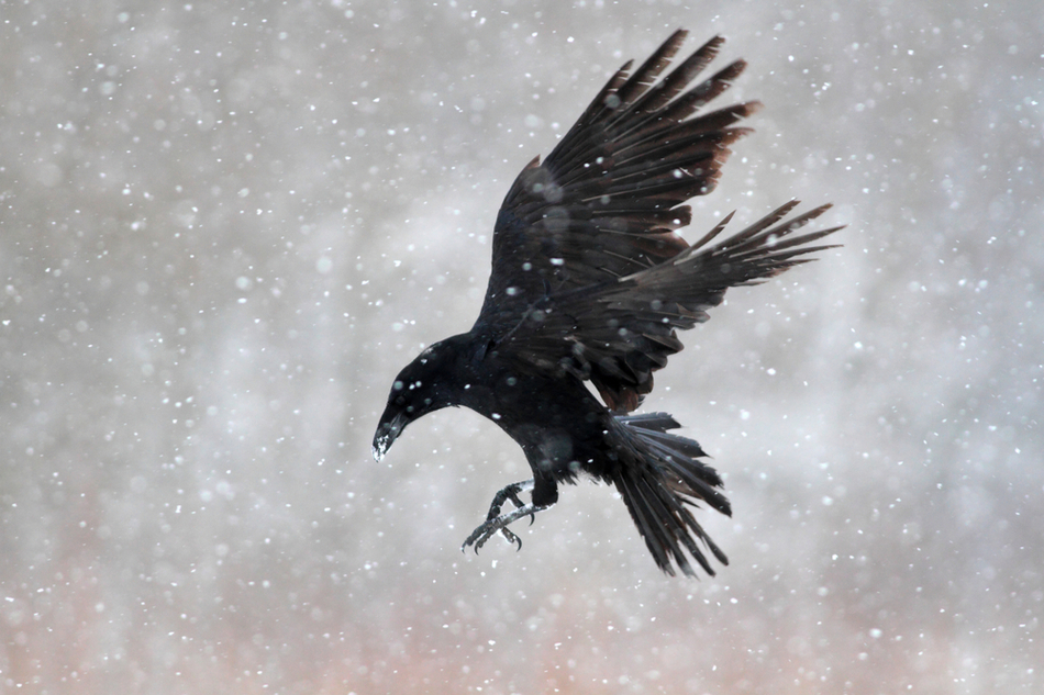 Crow in mid flight through snow