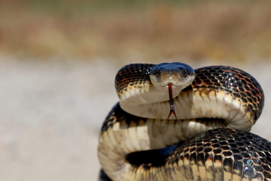 Snakes assist scientists in st