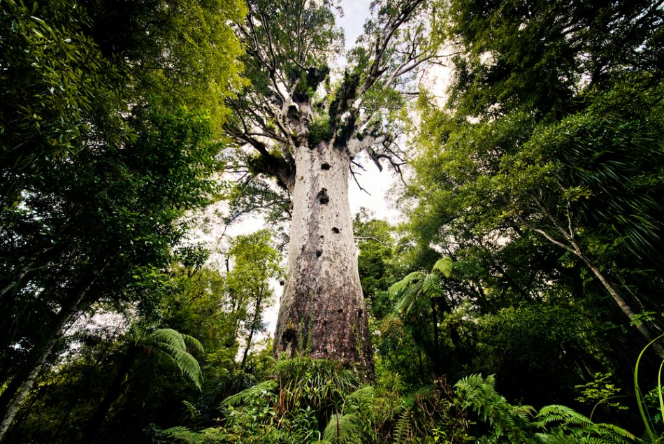Kauri trees provide rare glimp