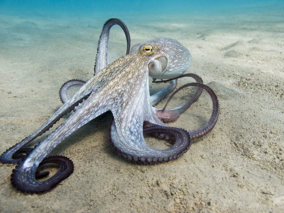 Octopus fossil limestone