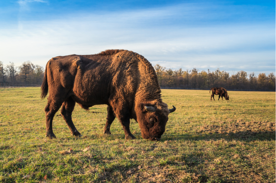 European wild bison grazing in Romania