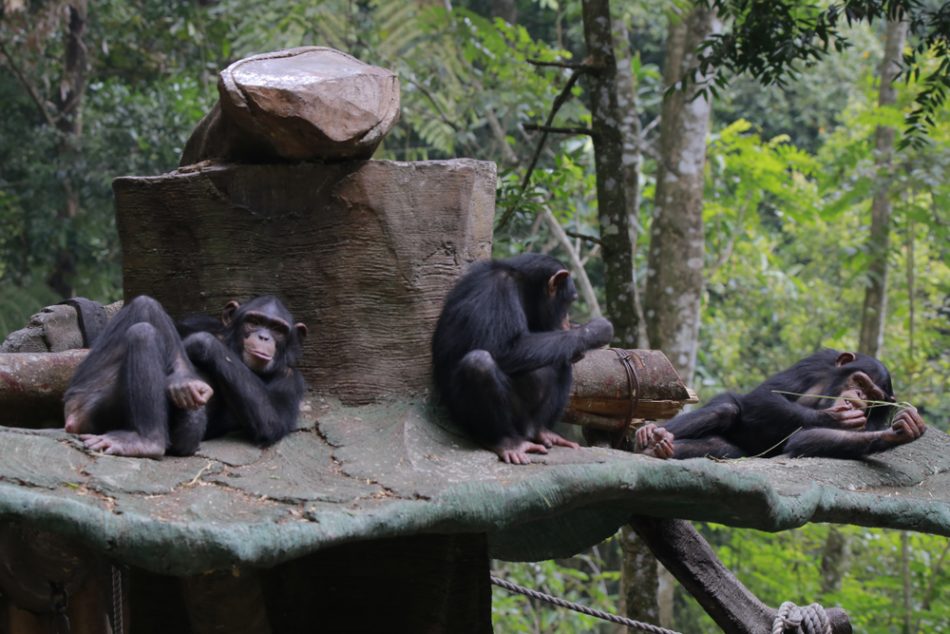 Czech zoos help chimps stay co