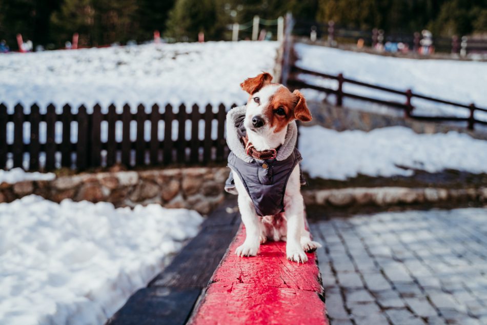Jack russell terrier wearing a jacket in the snow