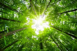 Sunlight through a forest of trees.