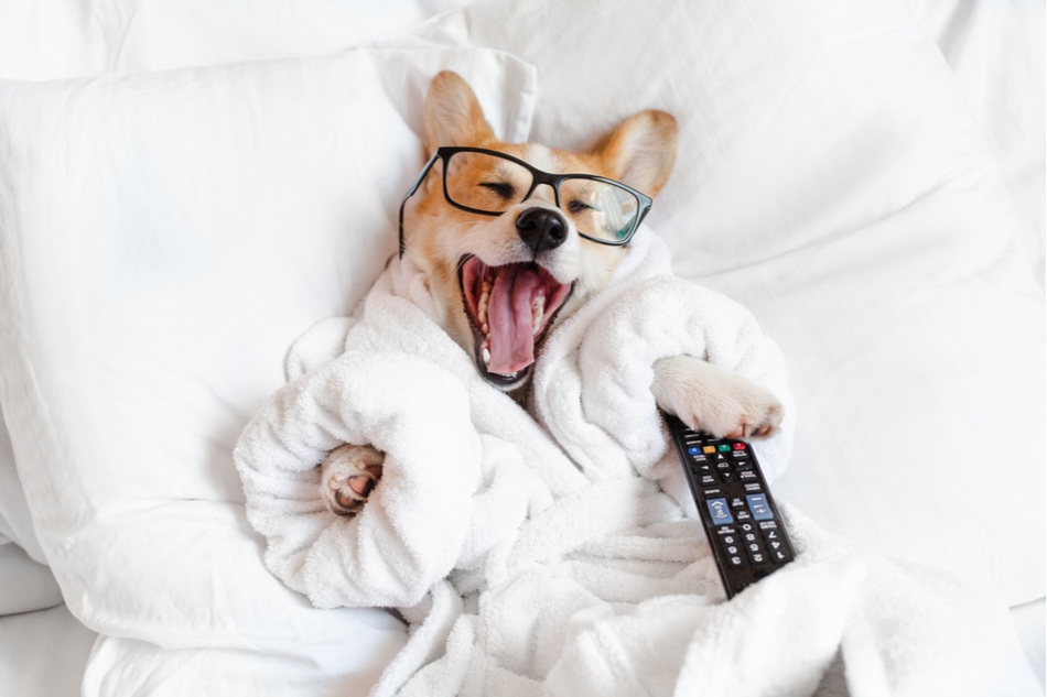 corgi in a robe and glasses yawns while relaxing in a white fluffy bed