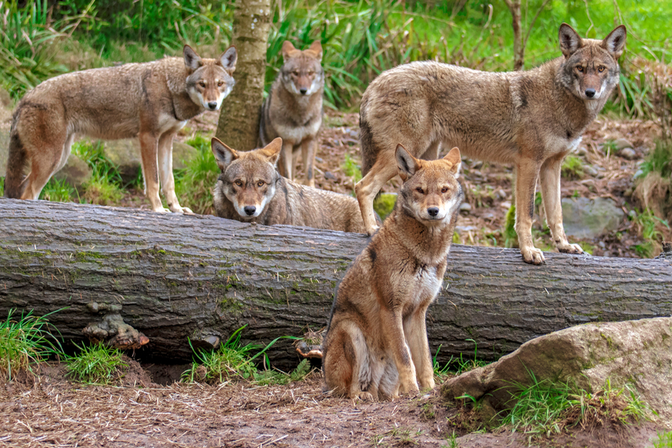 family of red wolves in the forest