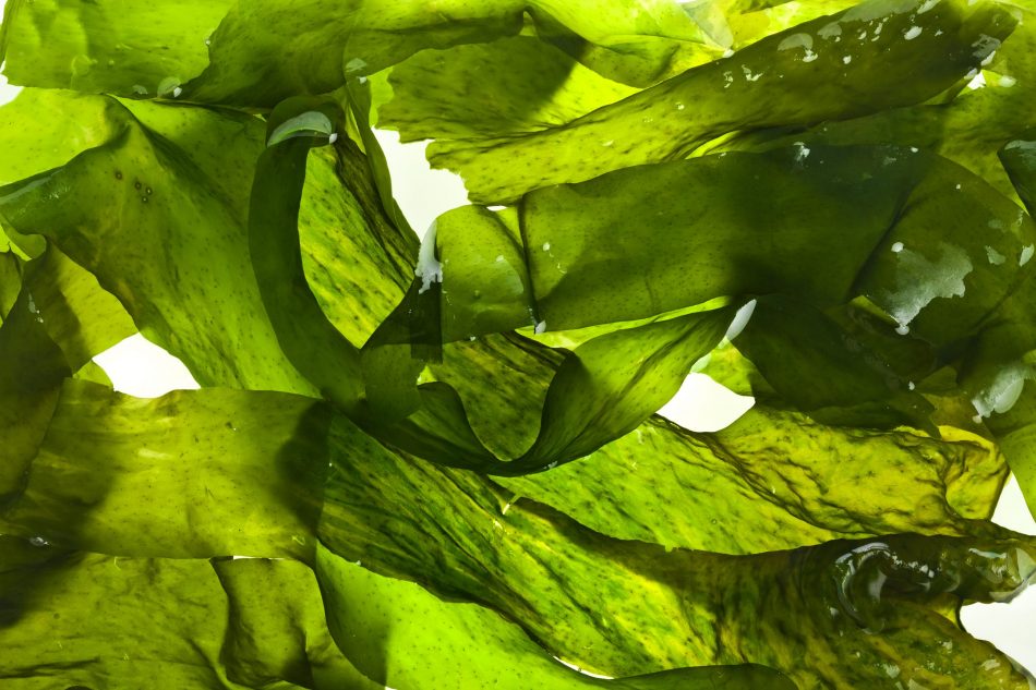 fresh green seaweed