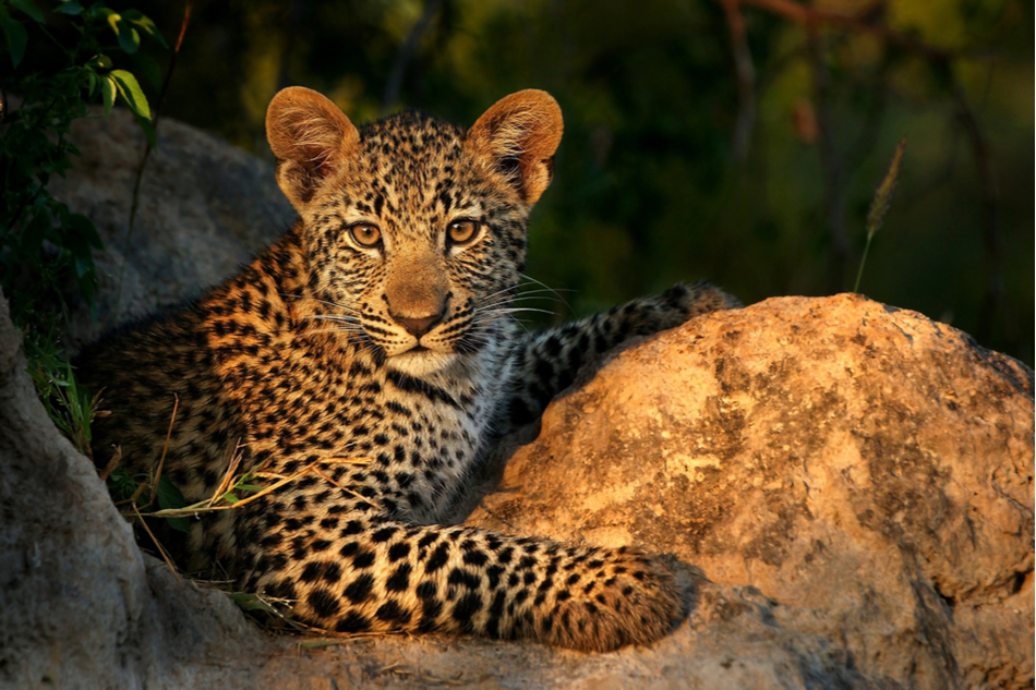 Arabian leopard cub could help