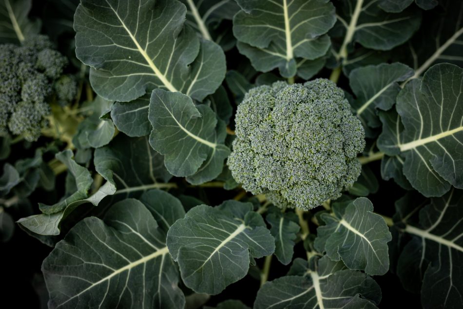 6 reasons to add broccoli to y