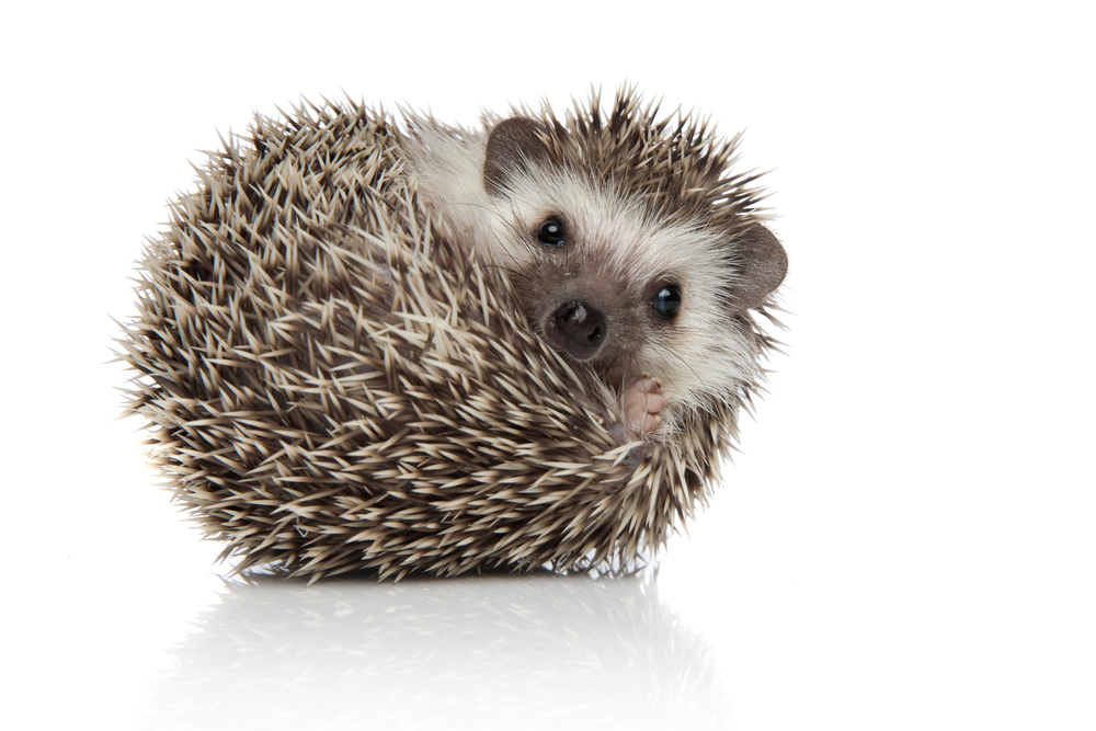An African hedgehog rolling over on its spiky back.