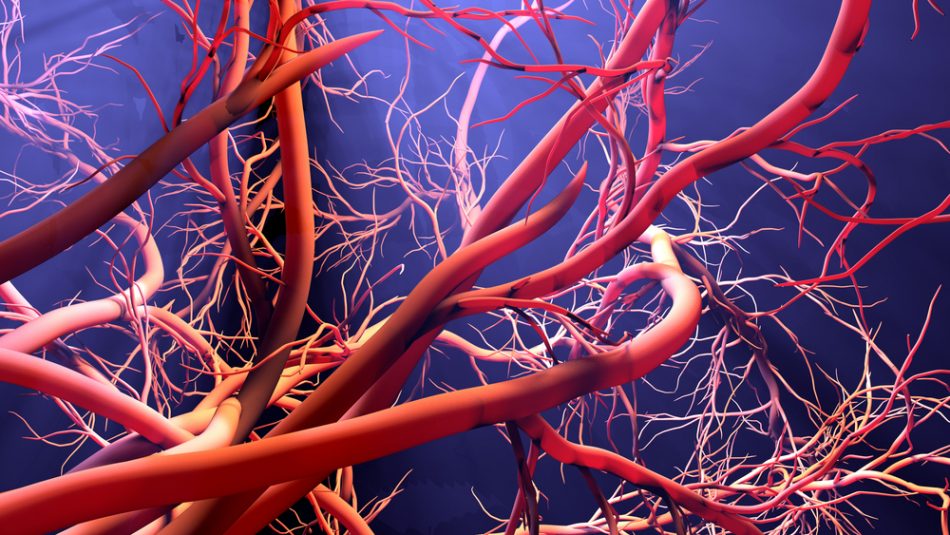 New blood vessel formation, 3d illustration.