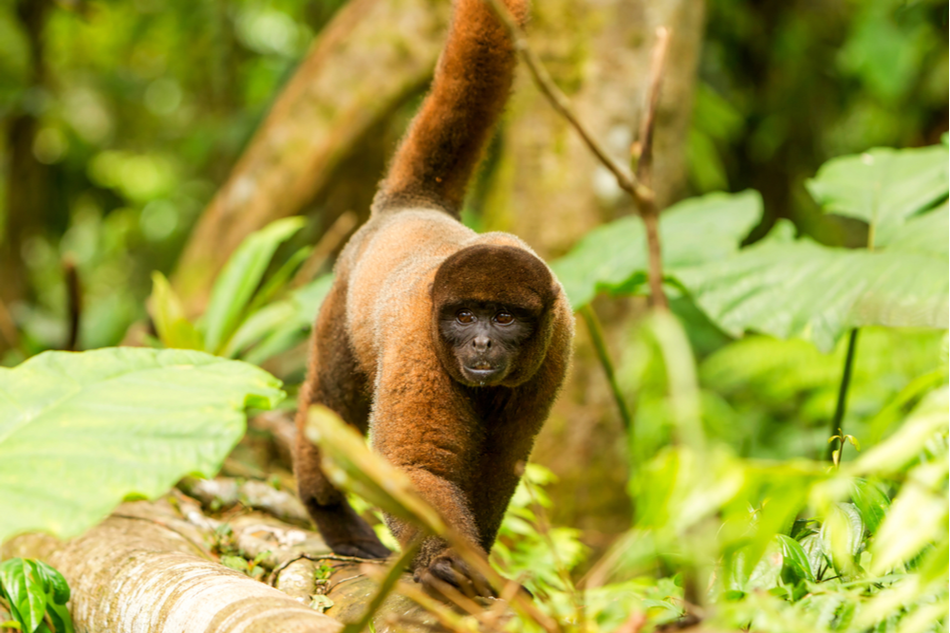 Ecuador grants wild animals legal rights in a world first | The Optimist  Daily