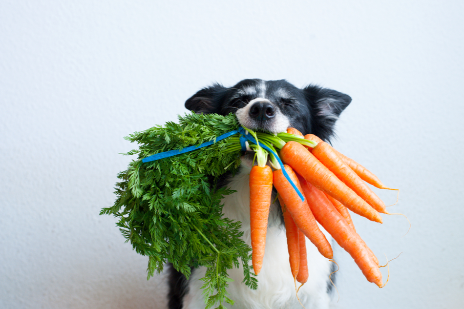 dog with a bunch of carrots in its mouth