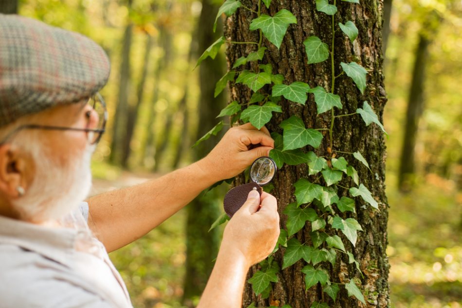 Elderly man looking at tree with magnifying glass
