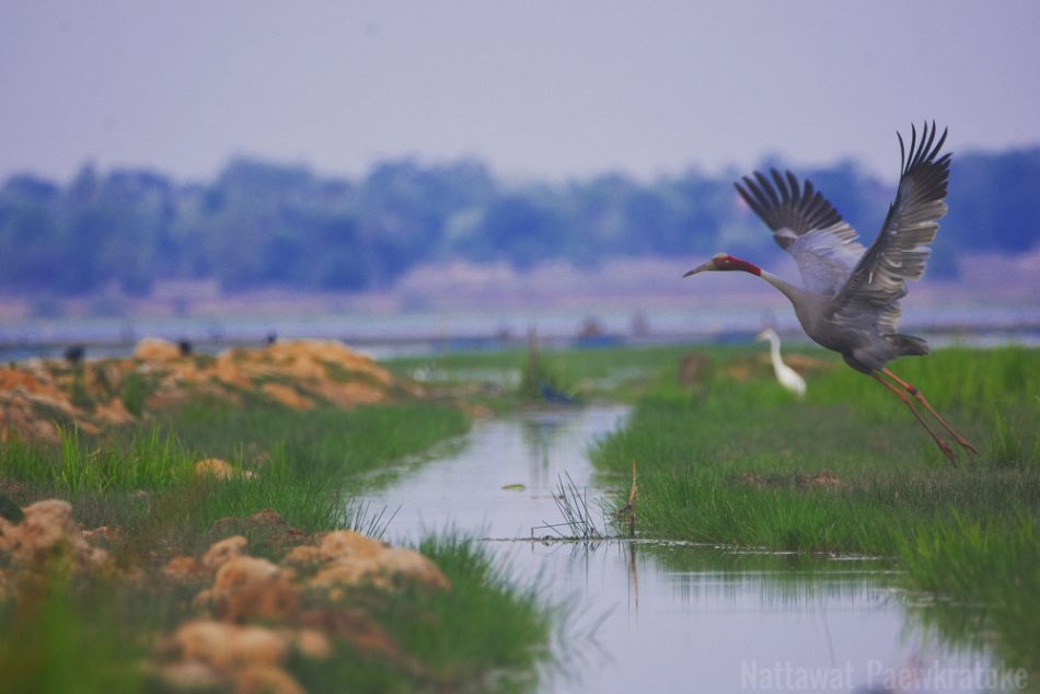 Farmers partner with NatureLife to protect endangered cranes in Cambodia