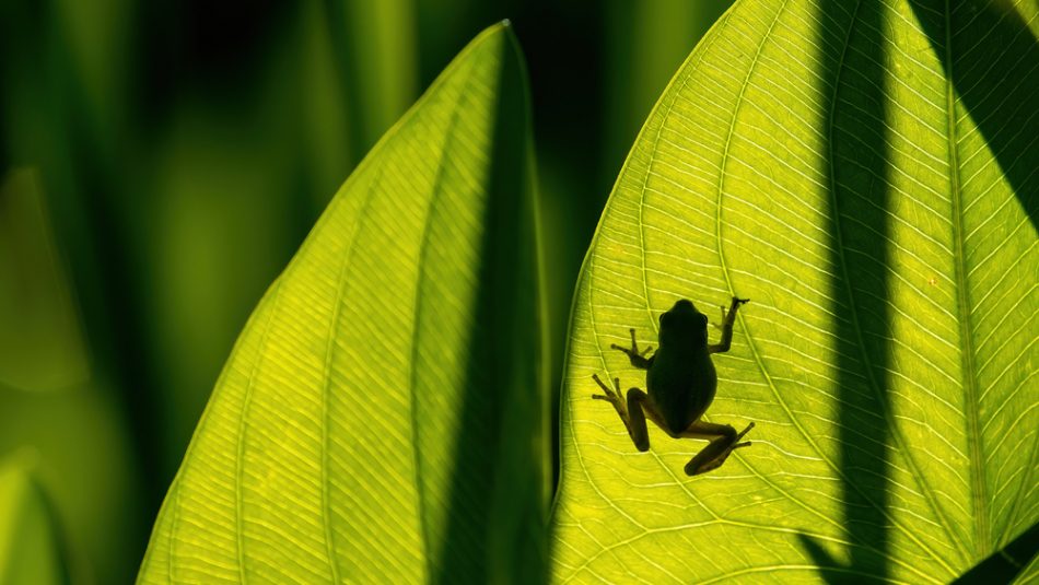 DNA study reveals rare frog sp