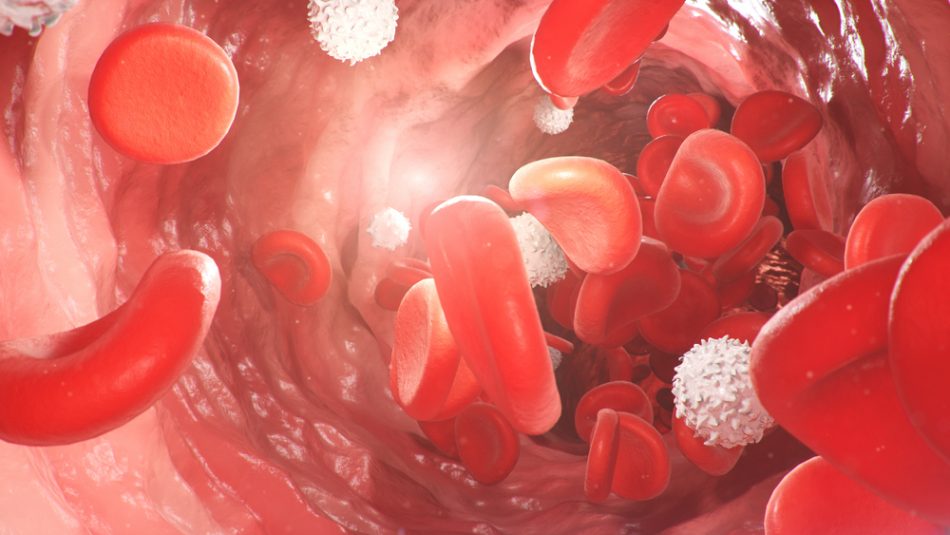 Red and white blood cells inside blood vessels.