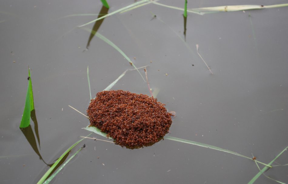 Floating ants looks like raft in flood time.