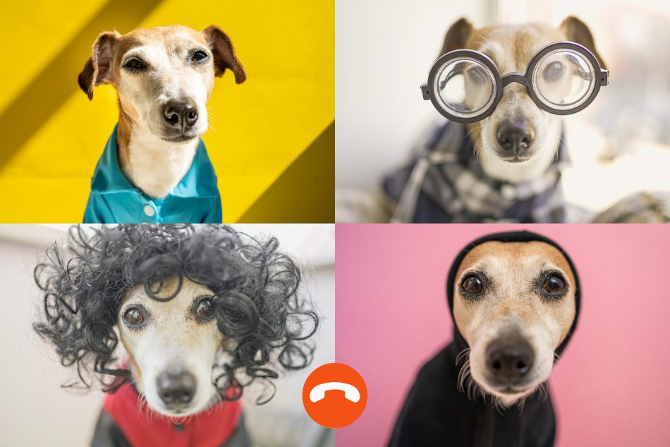 four dogs in costume pose on a video chat
