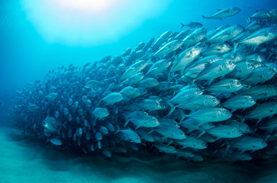 Shoal of fish swimming together.
