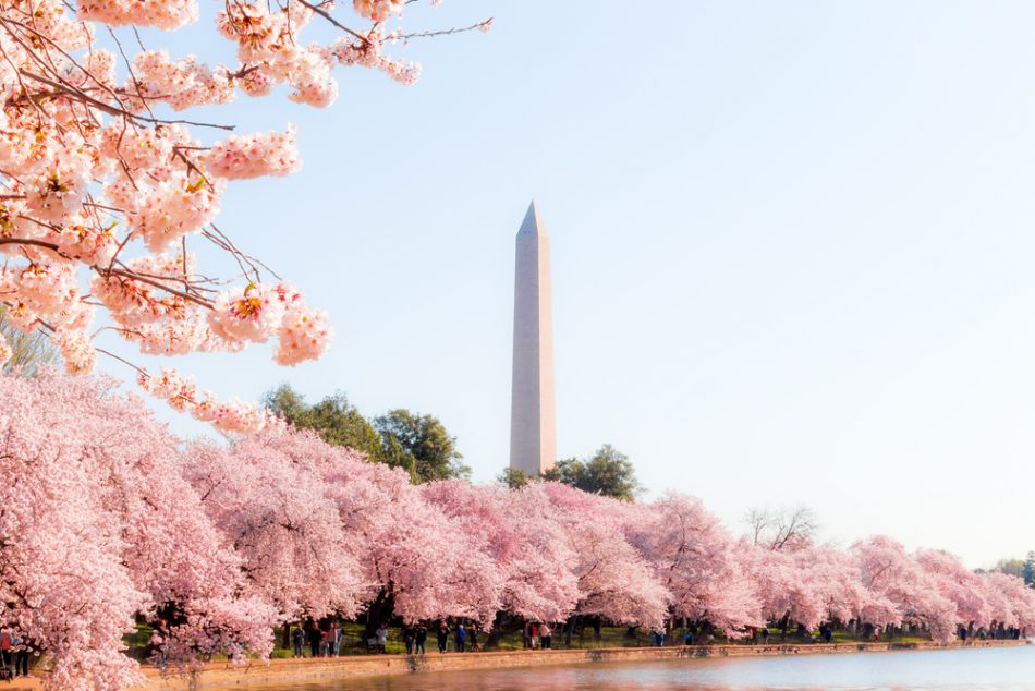See the National Mall cherry b