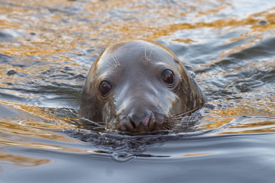 Seals reveal that the River Th