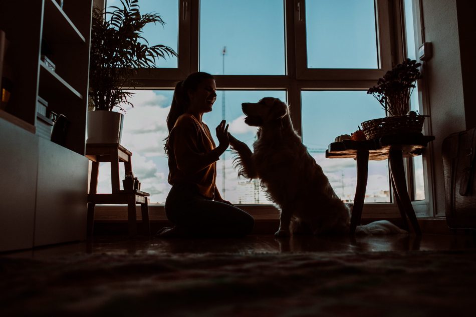 silhouette of a woman playing with her dog