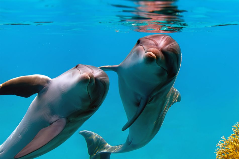 Two happy dolphins swim together underwater