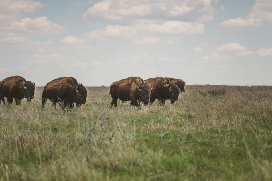 First herd of bison released i
