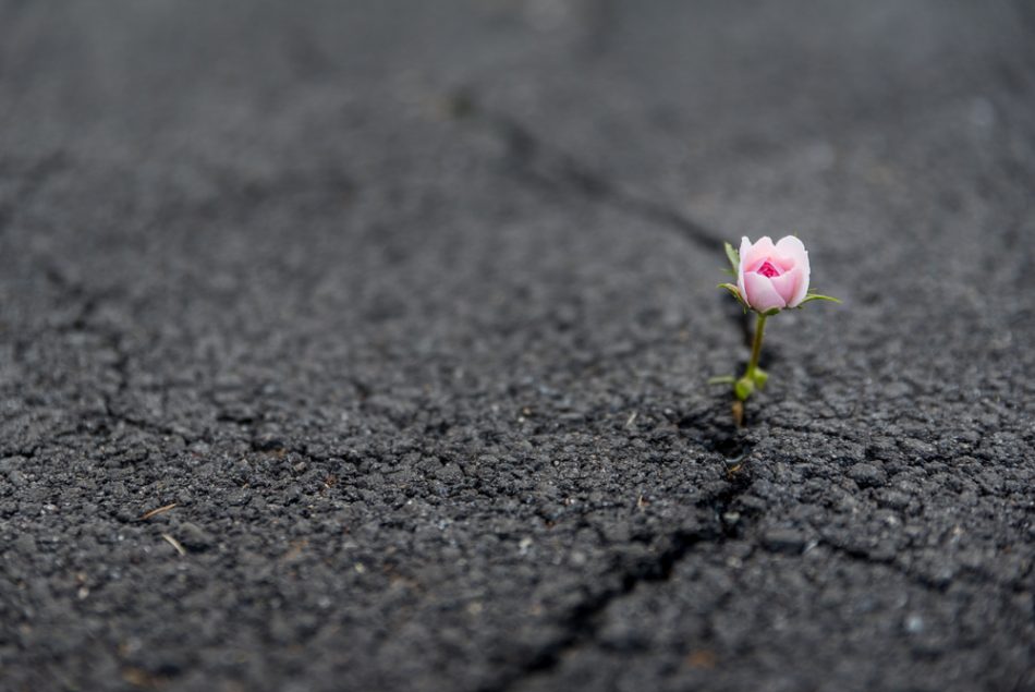 Beautiful resilient flower growing out of crack in asphalt.