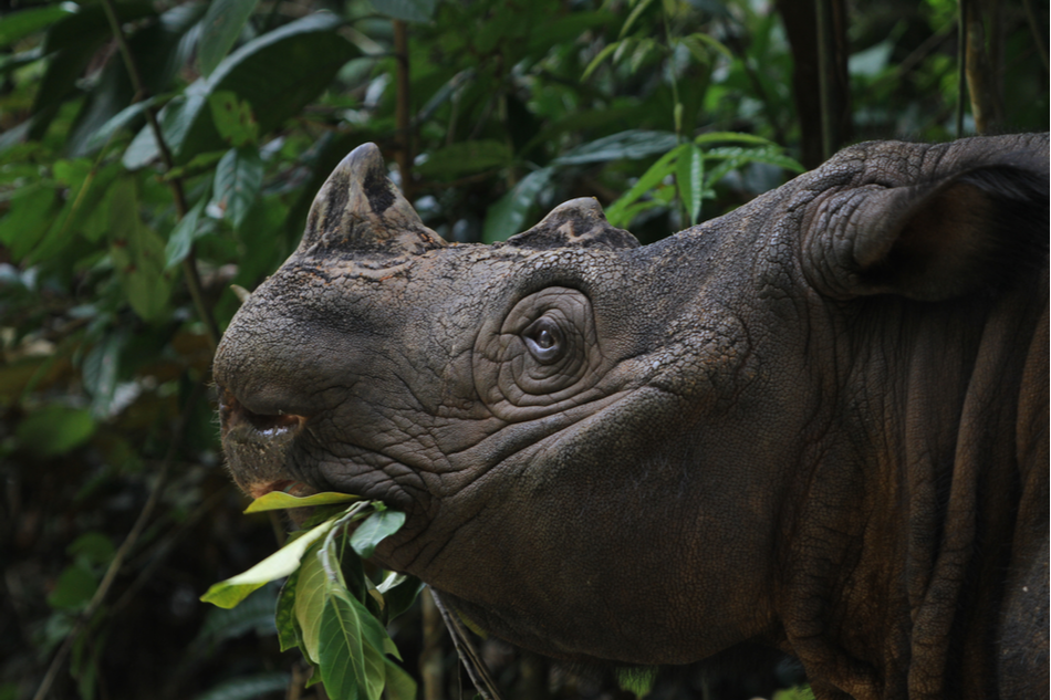 Sumatran rhino eating leaves in the jungle of Sumatra