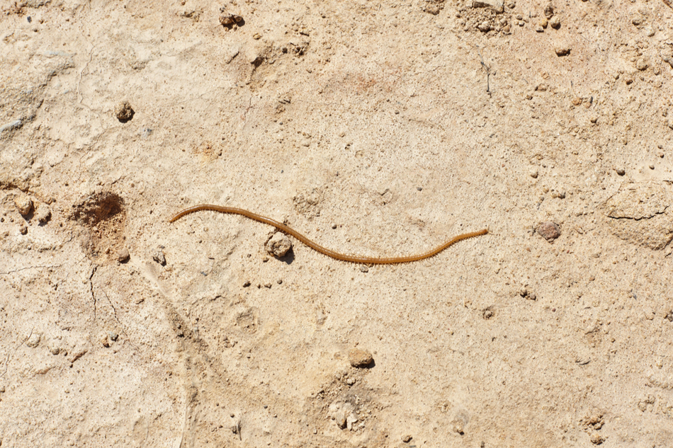 a millipede on dry sand