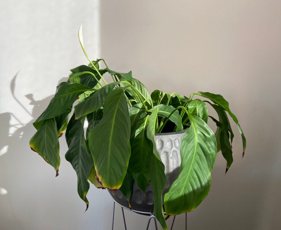 Is your houseplant leaning to 