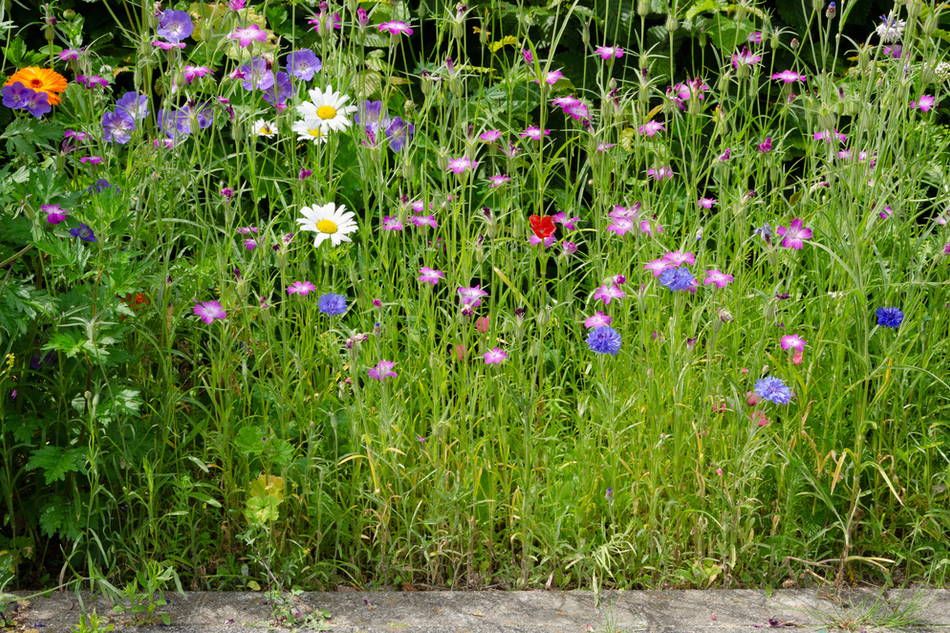 Bee-friendly wildflower meadow