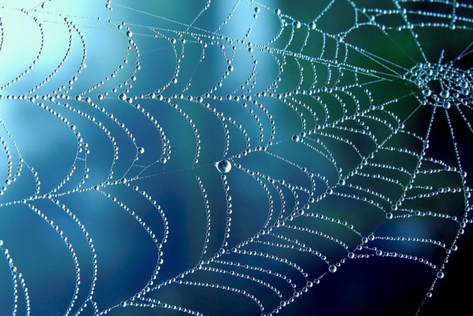 Damp spider web against blue background