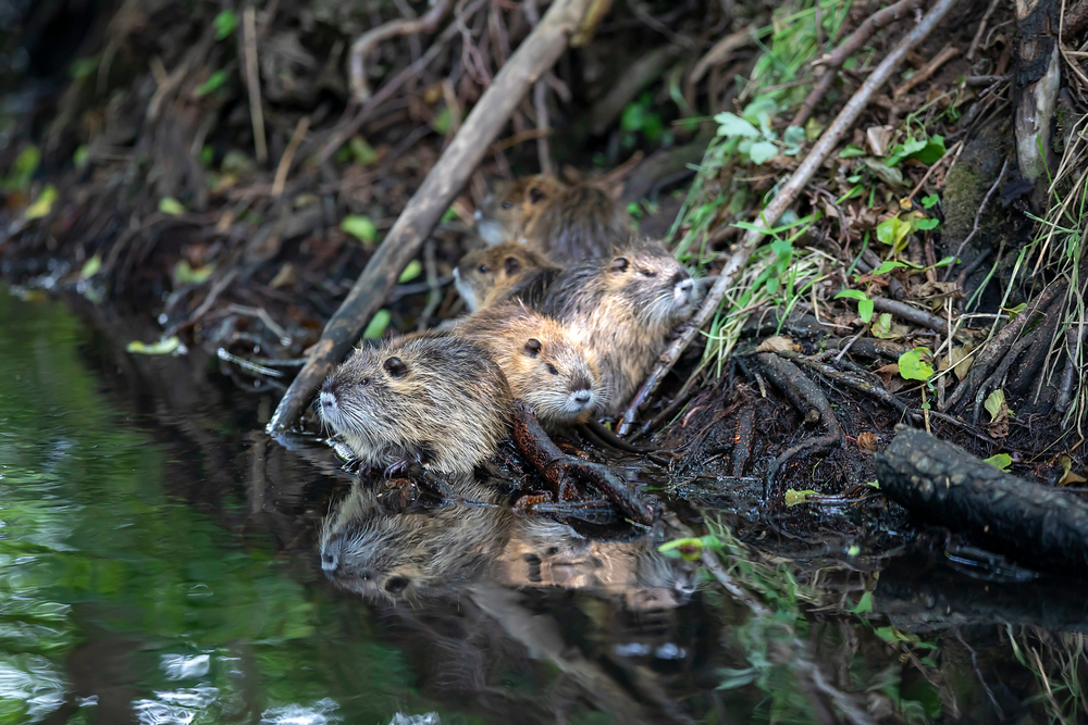 A baby beaver sighting heralds