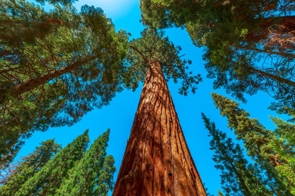 giant sequoia forest