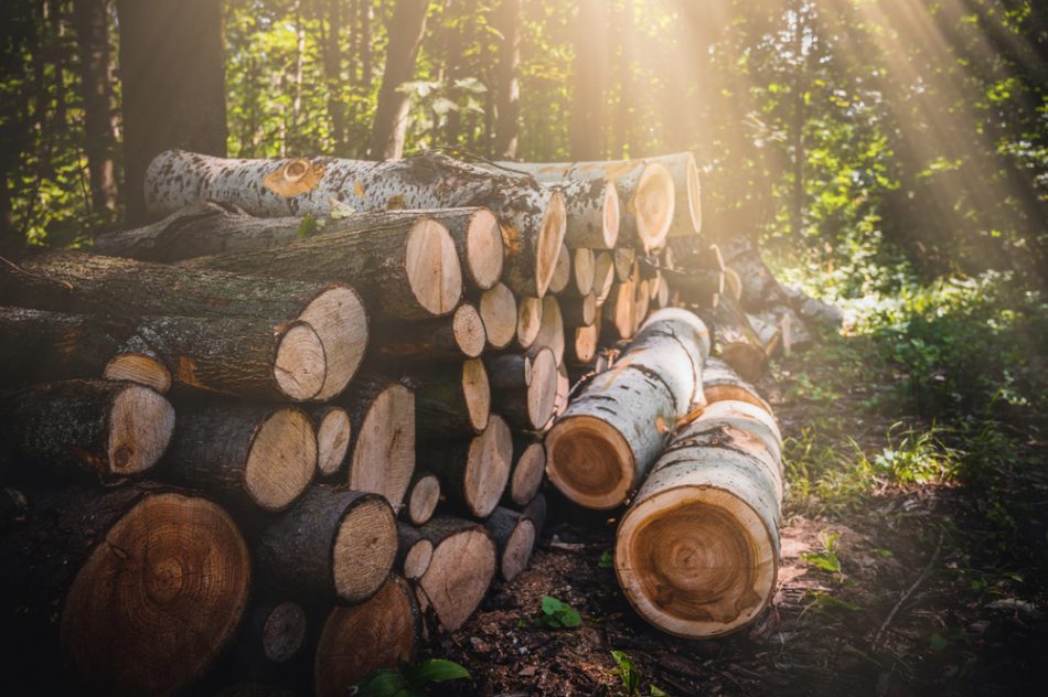 8 incredible ways to use wood 