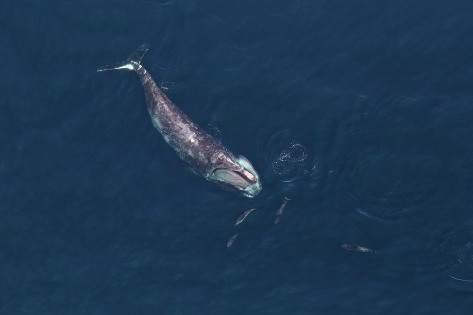 North Atlantic right whale see