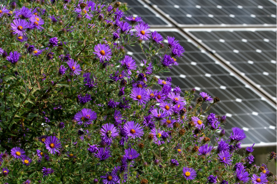 A group of purple wildflowers next to an array of solar panels