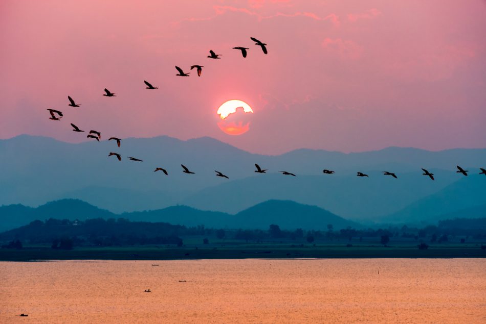 Nature landscape at dawn. Silhouette birds migrating flying in a row over a lake water sun on the colorful sky during sunset over the mountains at Krasiao Dam, Suphan Buri, Thailand.