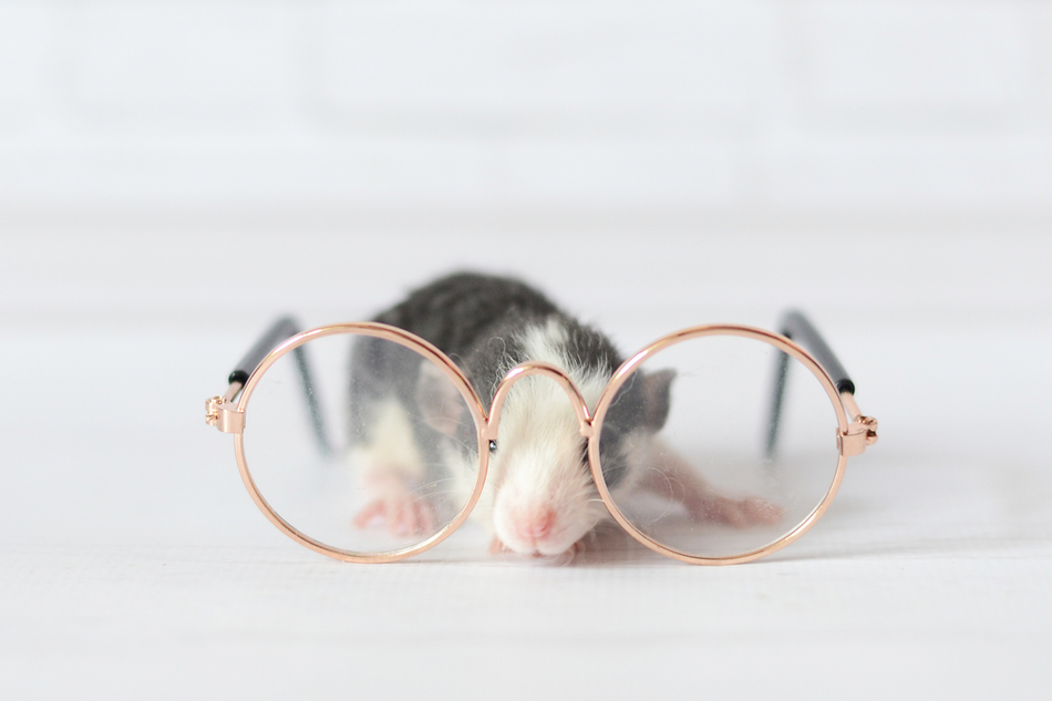 mouse sits in front of a pair of glasses
