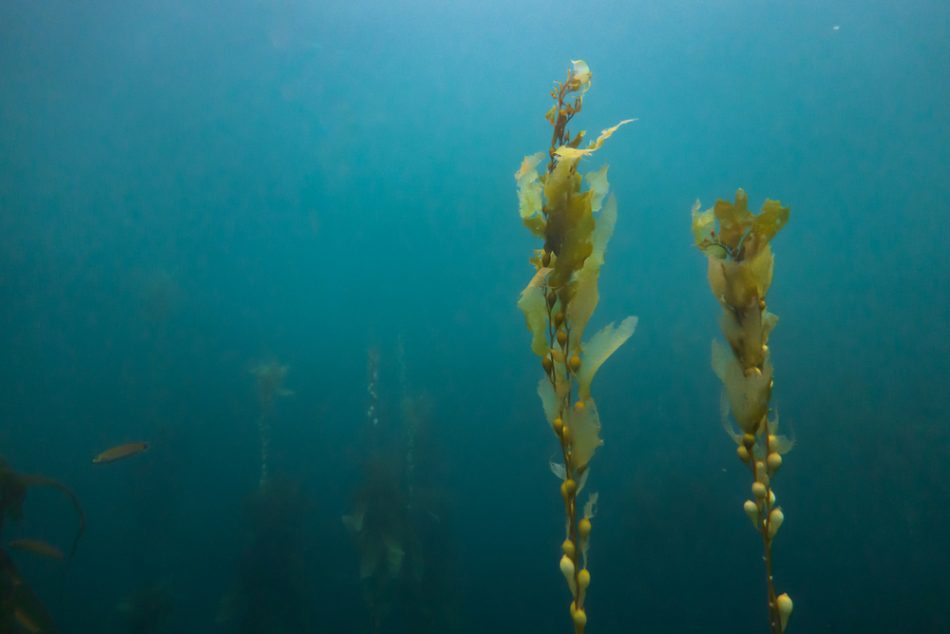 Kelp could replace corn and so