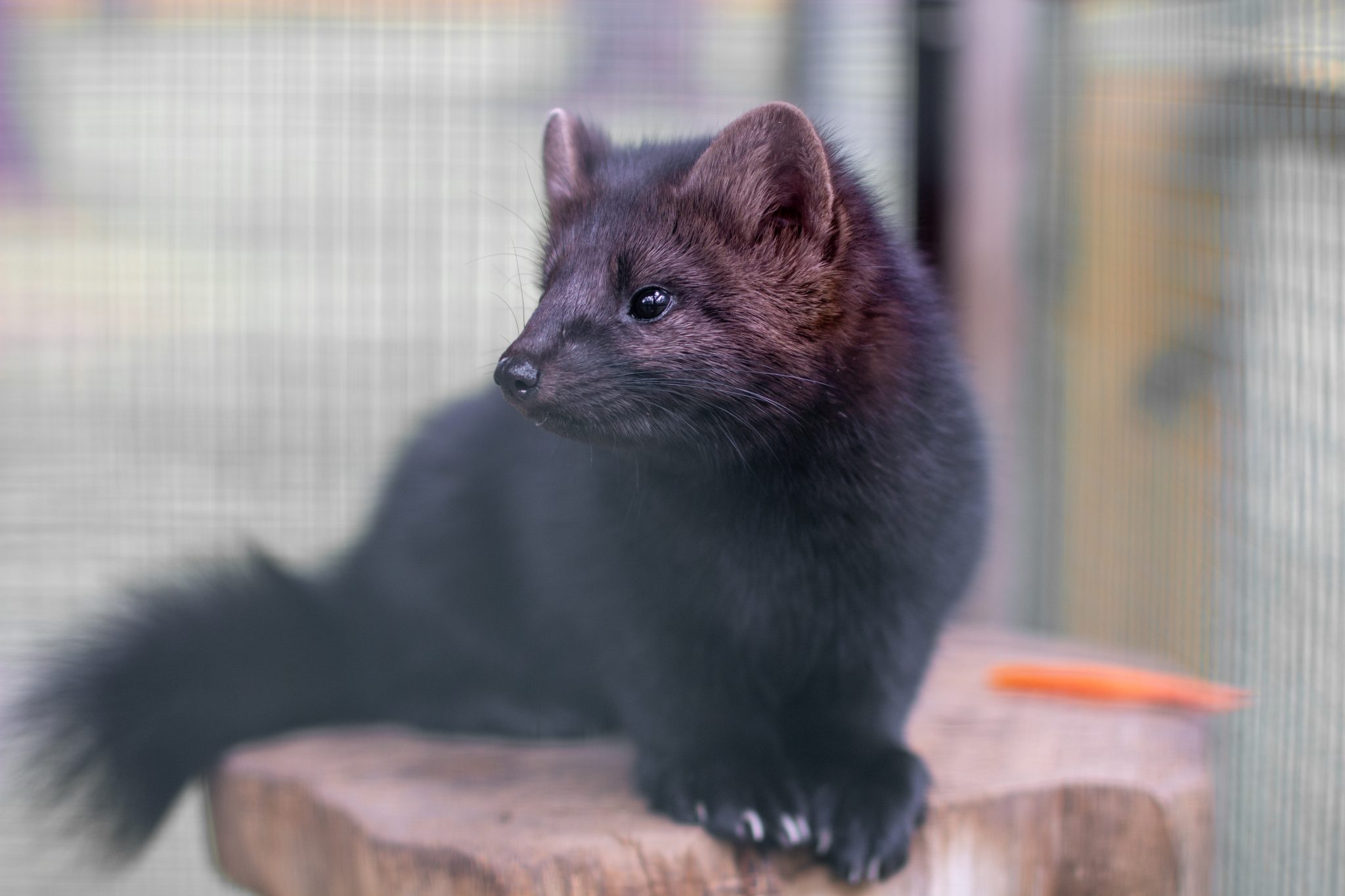 Hungary becomes the latest country to ban mink and fox fur farming