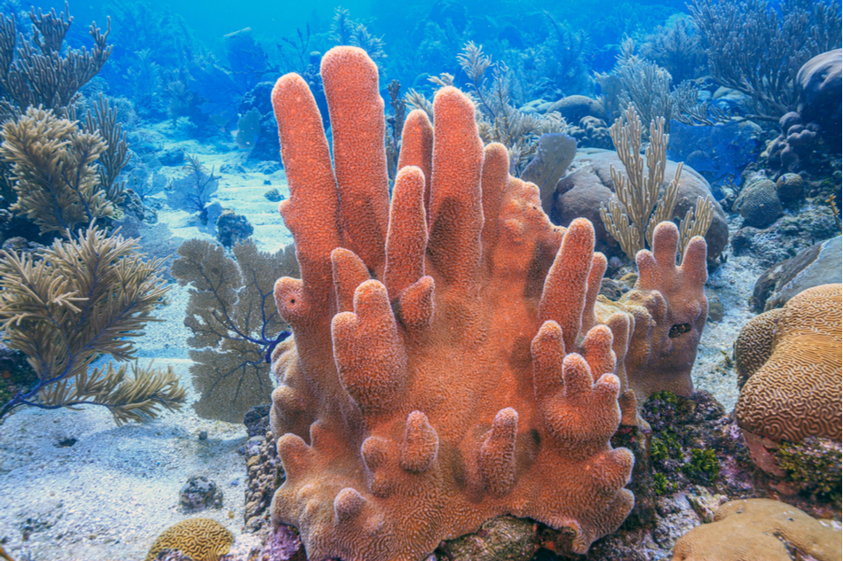 The endangered Atlantic pillar coral