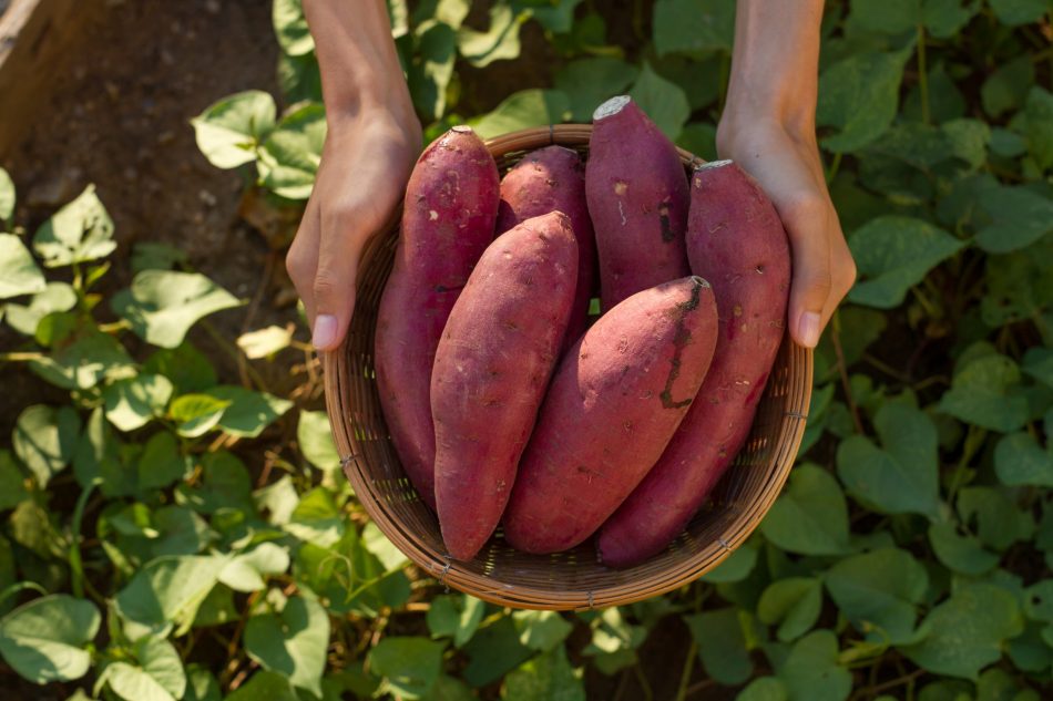 Why sweet potatoes are an even