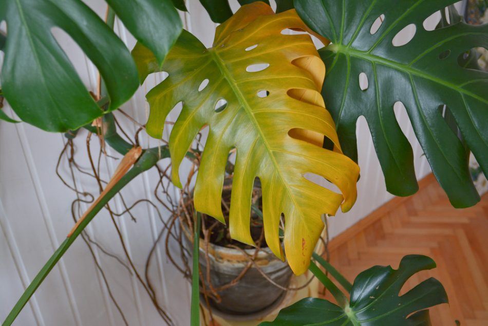 4 Signs your houseplant needs 